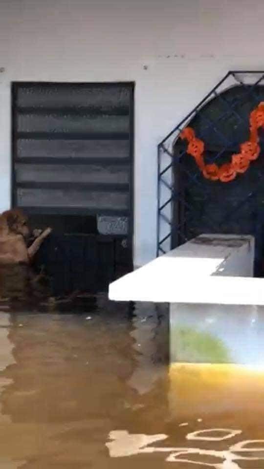 ¿El Hachi mexicano? Perrito es salvado de inundaciones en Tabasco y regresa a esperar a sus dueños