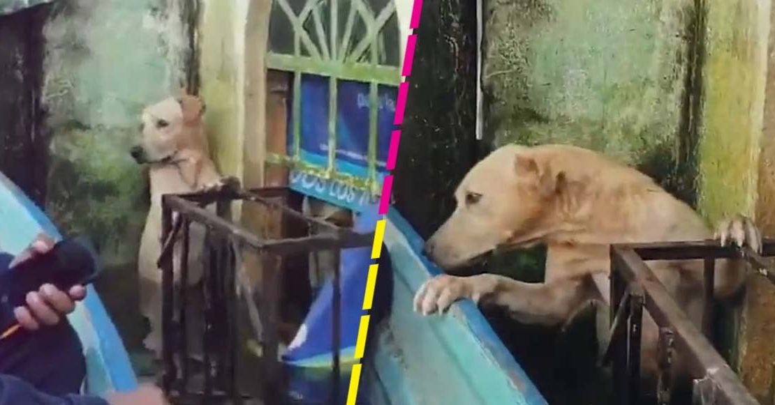¿El Hachi mexicano? Perrito es salvado de inundaciones en Tabasco y regresa a esperar a sus dueños