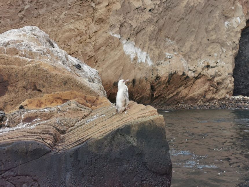 ¡Wow! Avistan un inusual pingüino blanco en las Islas Galápagos