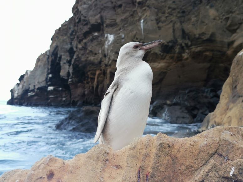¡Wow! Avistan un inusual pingüino blanco en las Islas Galápagos
