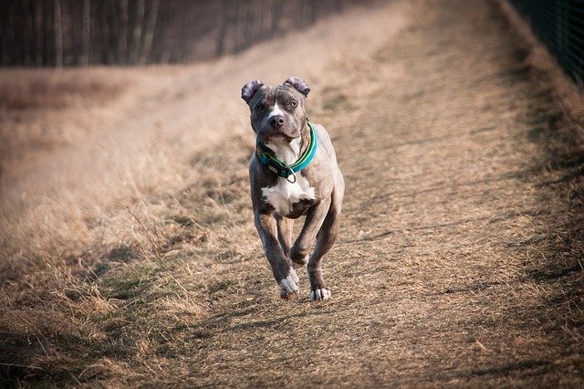 pitbull-perro-raza