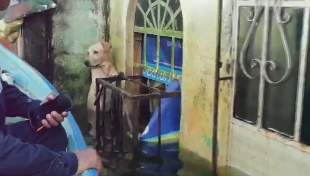 Ternura mil: Rescatistas salvan a un perrito de las inundaciones en Tabasco
