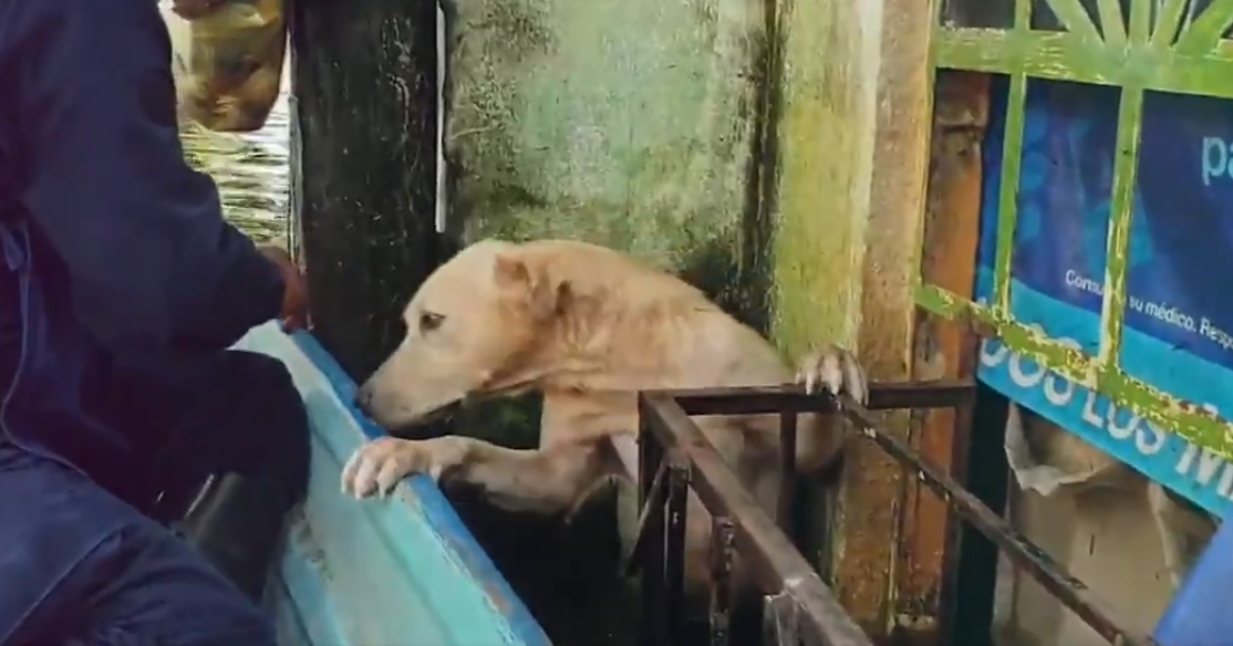 Ternura mil: Rescatistas salvan a un perrito de las inundaciones en Tabasco