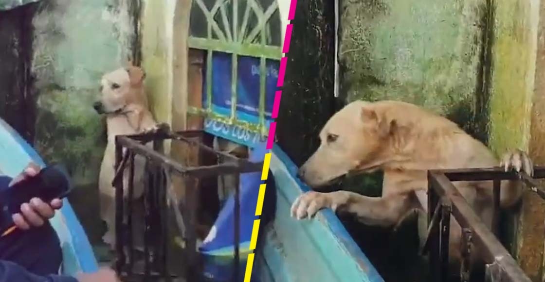 Rescatistas salvan a un perrito de las inundaciones en Tabasco
