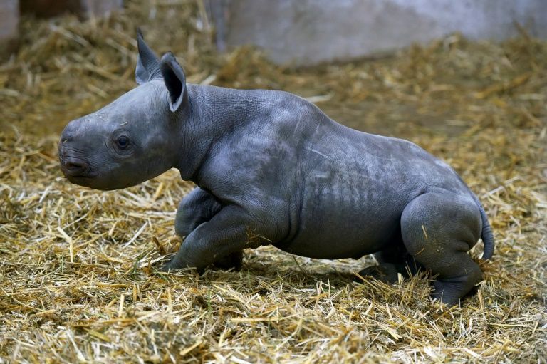 ¡No todo está perdido! Nace rinoceronte negro en Países Bajos