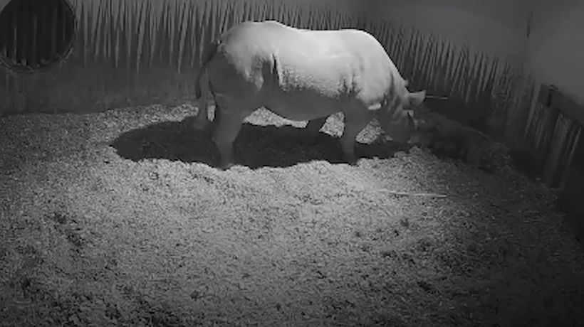 ¡No todo está perdido! Nace rinoceronte negro en Países Bajos