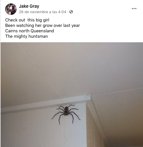 araña-pagina-facebook-australia