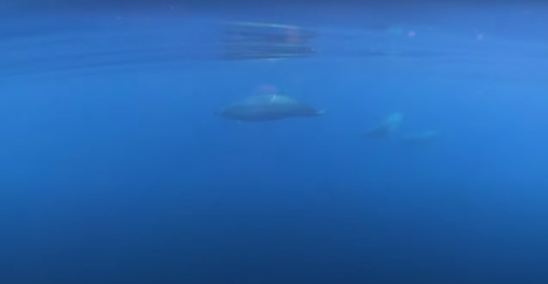 ballenas-pacifico-mexicano-hallazgo