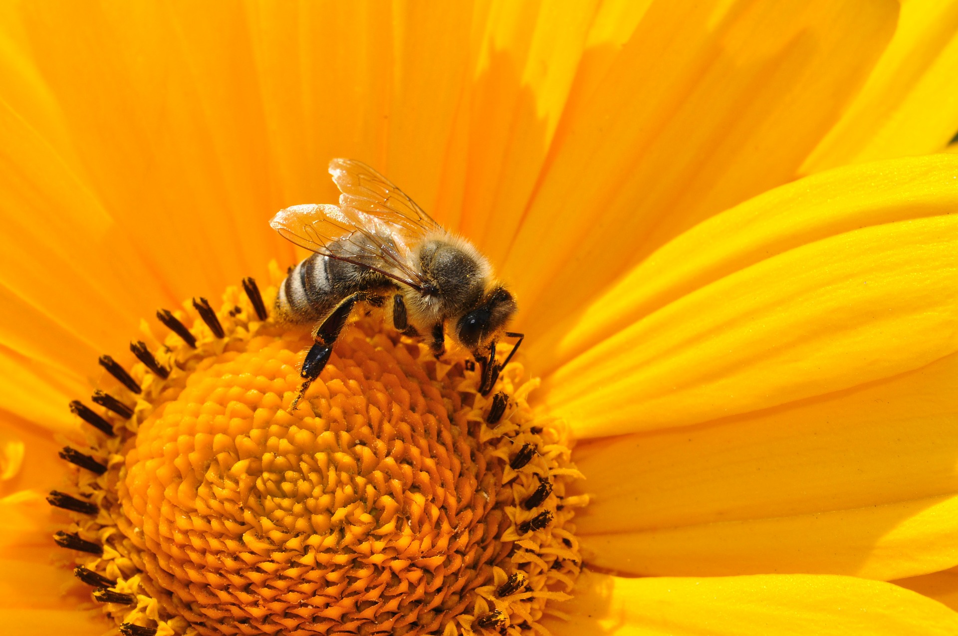 abejas miel humanos