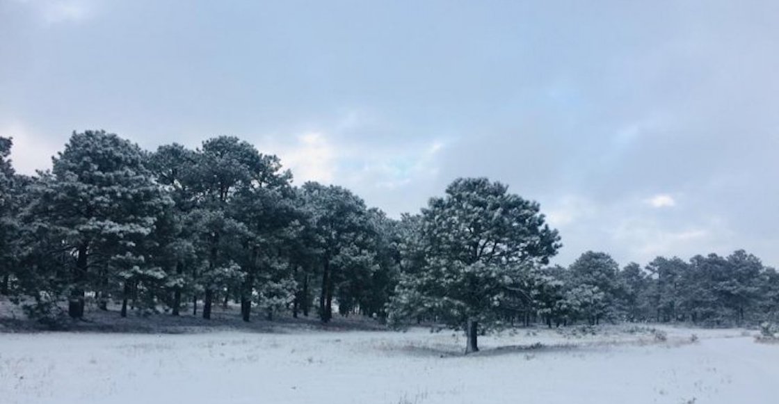 chihuahua-frente-frio