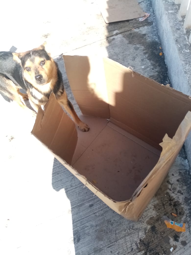 Covito: El perrito 'huérfano' que espera a su dueño que murió de coronavirus