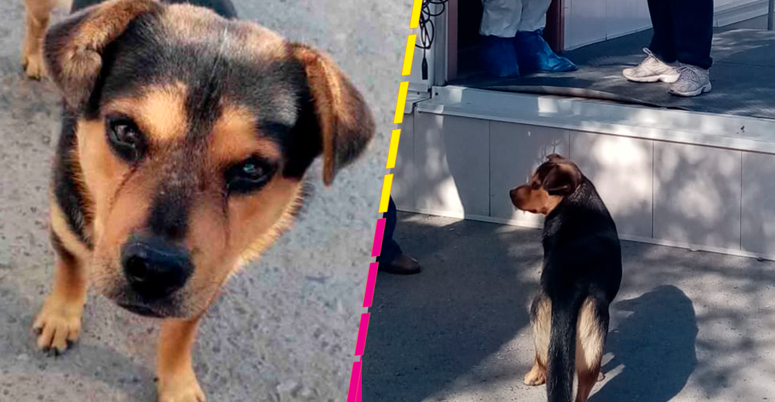 Covito: El perrito 'huérfano' que espera a su dueño que murió de coronavirus