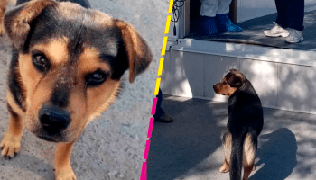Covito: El perrito 'huérfano' que espera a su dueño que murió de coronavirus