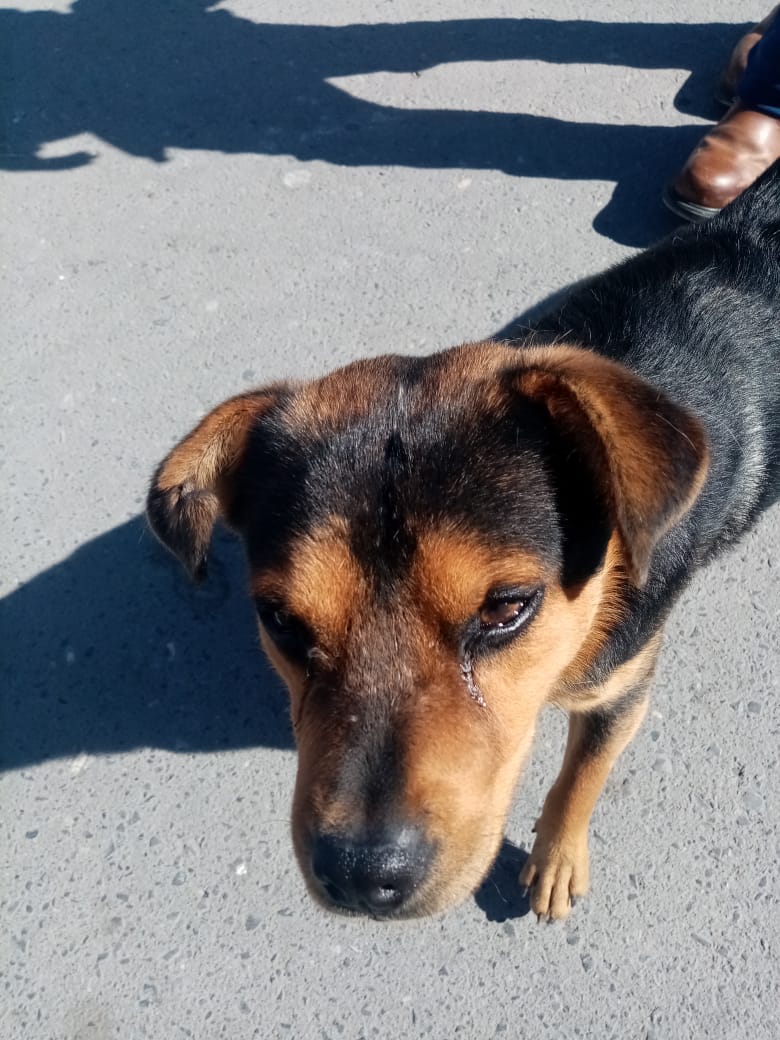 Covito: El perrito 'huérfano' que espera a su dueño que murió de coronavirus