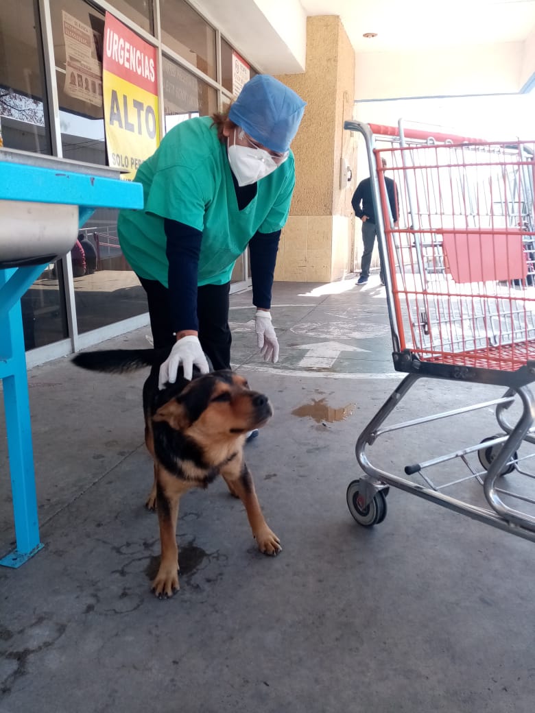 Covito: El perrito 'huérfano' que espera a su dueño que murió de coronavirus