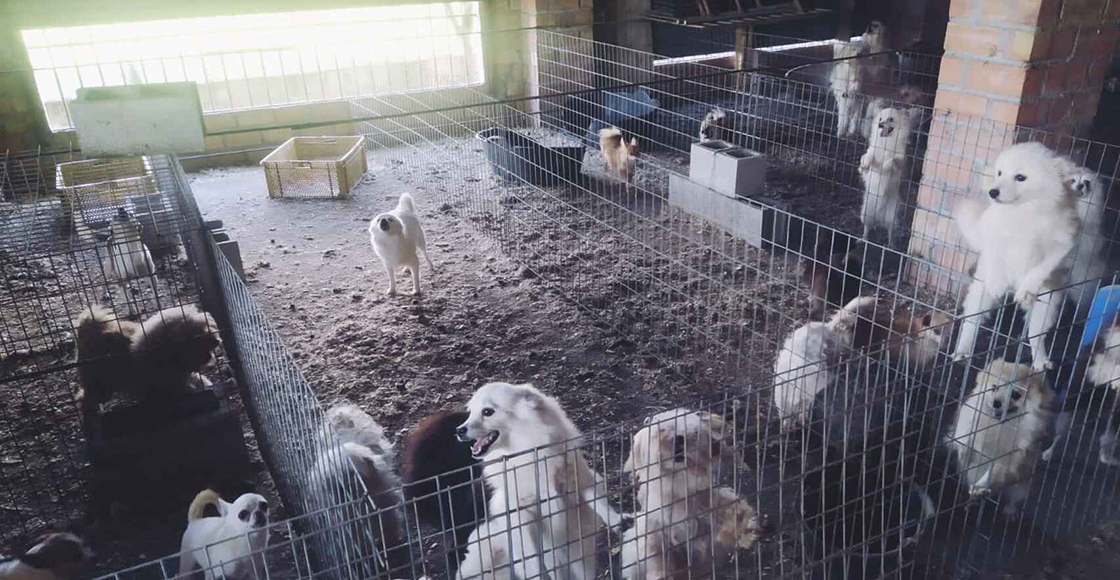 Mundo enfermo y triste: Detienen al dueño de criadero ilegal de perros que les cortaba las cuerdas vocales