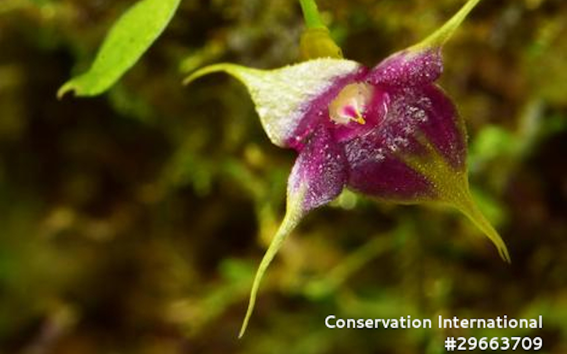 especies-flor-bolivia