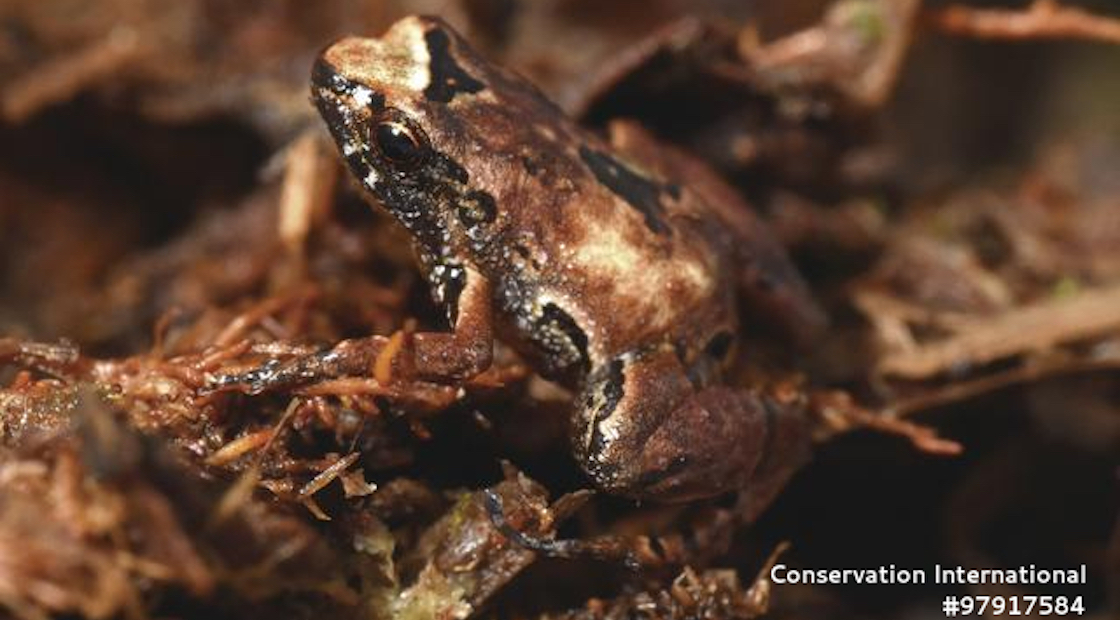 especies-rana-bolivia