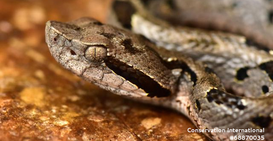 especies-vibora-bolivia