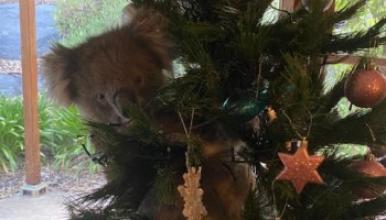 Una familia de Australia se encuentra un koala en su árbol de navidad
