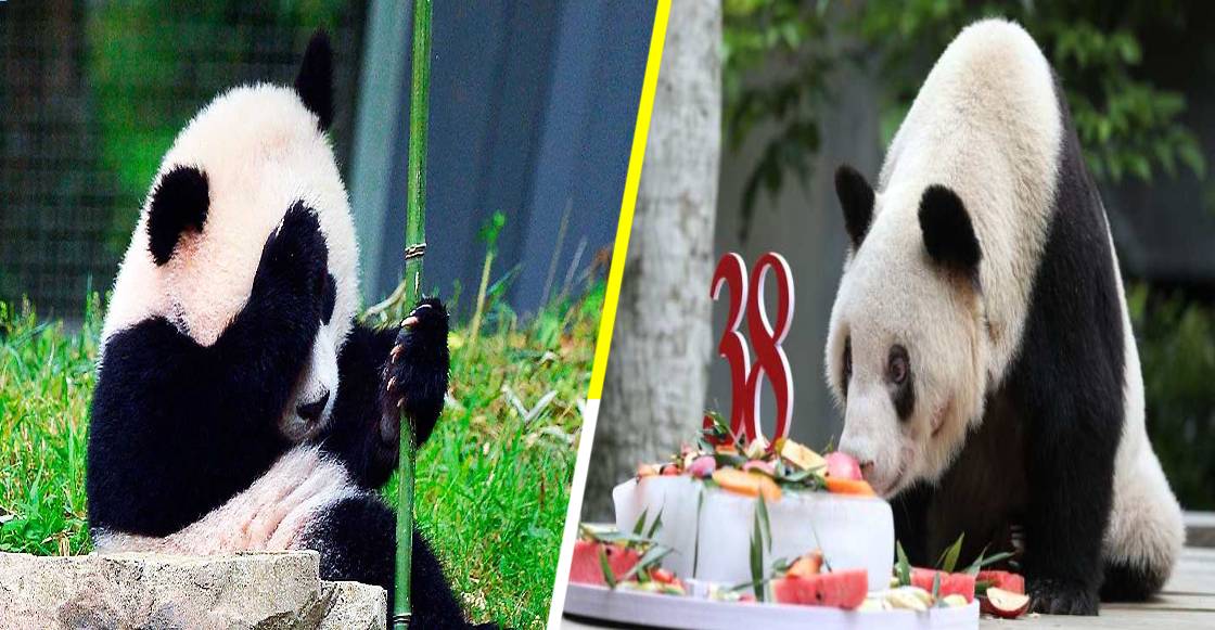 ¡Llévame a mí! Murió ‘XinXing’, el panda más longevo del mundo
