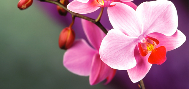 La orquídea ‘más fea del mundo’ destaca entre las nuevas especies descubiertas en 2020