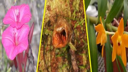 La orquídea ‘más fea del mundo’ destaca entre las nuevas especies descubiertas en 2020
