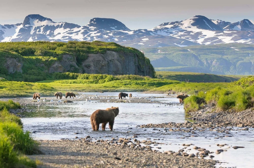 ¡Ecocidio! Trump vende arrendamientos de petróleo y gas en Alaska
