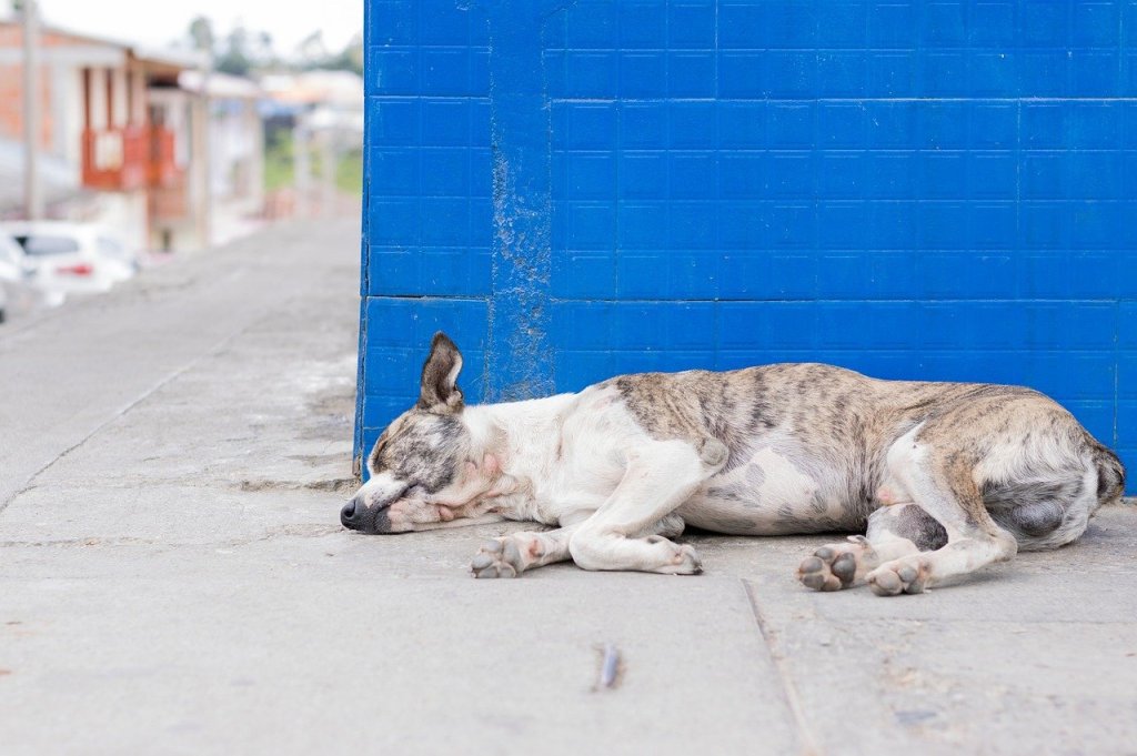 Perros muertos en Ciudad Juárez