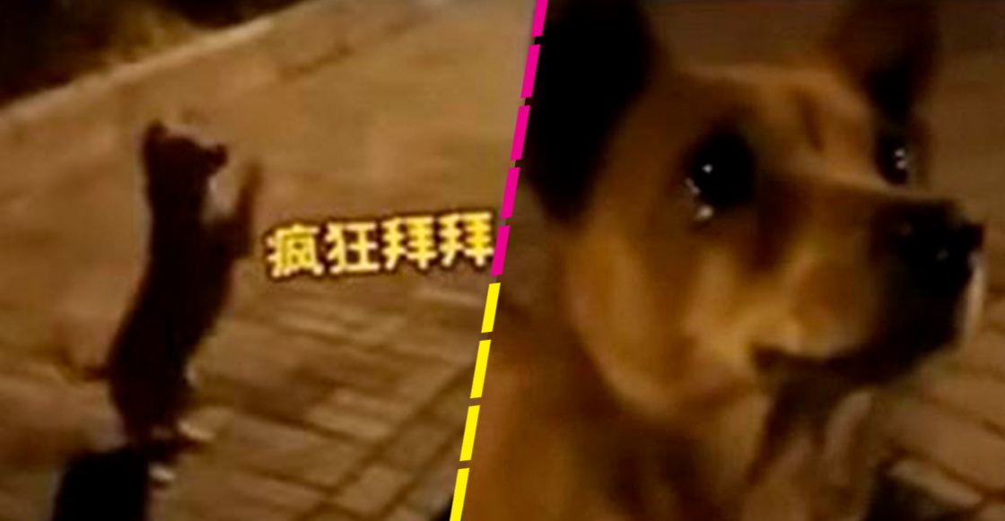Ow: Perrito de la calle llora de felicidad al recibir comida y se vuelve viral