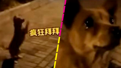 Ow: Perrito de la calle llora de felicidad al recibir comida y se vuelve viral