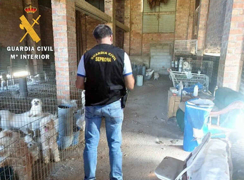 Mundo enfermo y triste:  Detienen al dueño de criadero ilegal que cortaba las cuerdas vocales de los perros