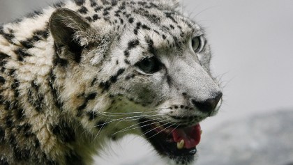 Chale: Confirman primer caso de COVID-19 en un leopardo de las nieves