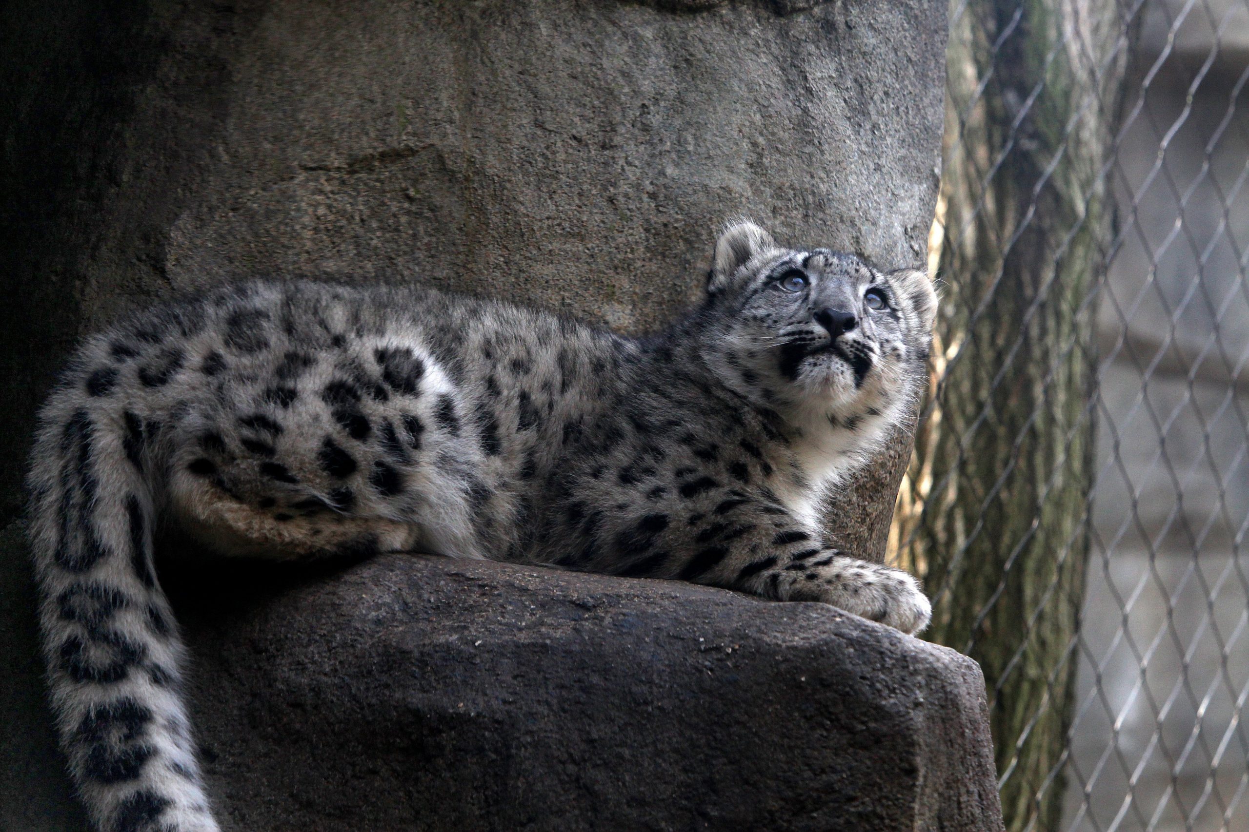 Chale: Confirman primer caso de COVID-19 en un leopardo de las nieves