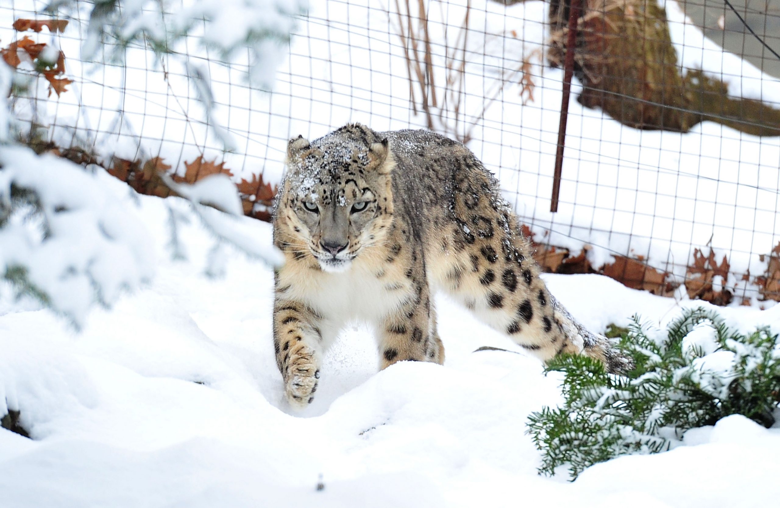 Confirman primer caso de COVID-19 en un leopardo de las nieves