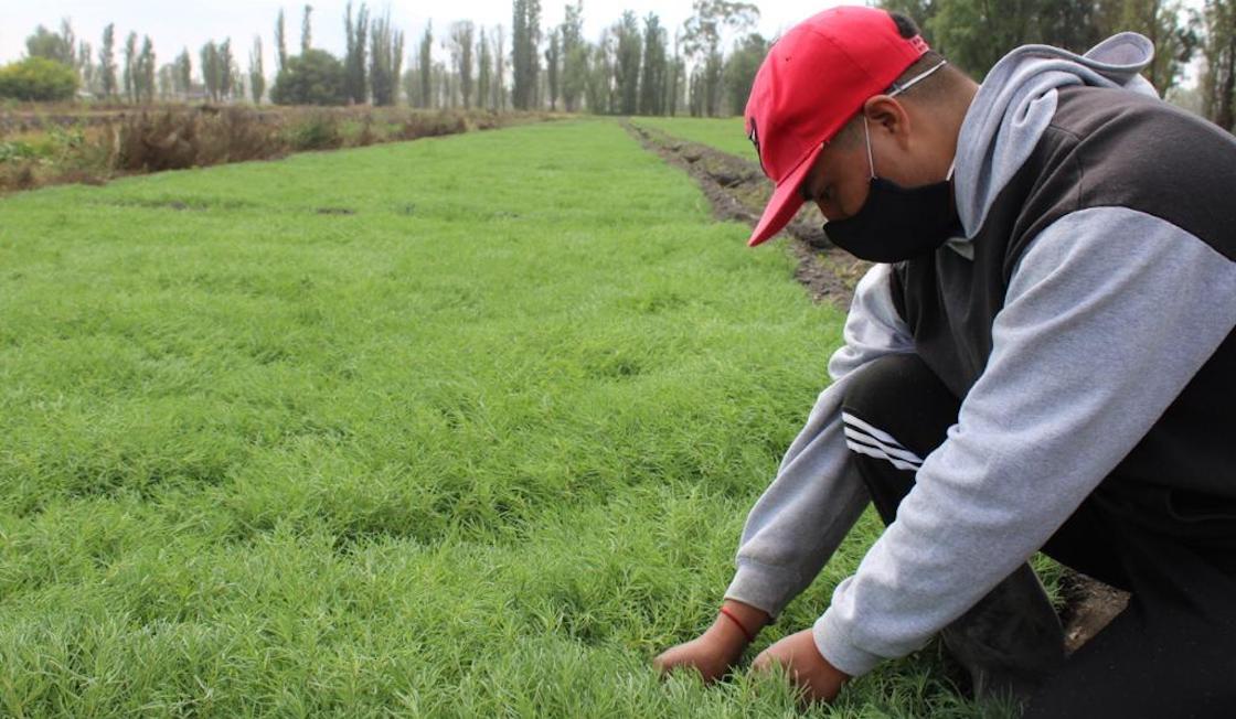 romeritos-productores