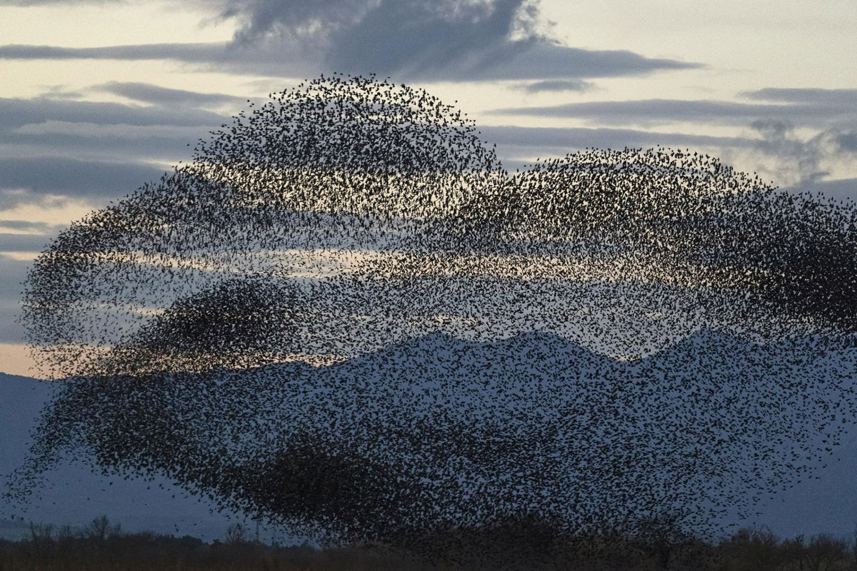 Vuelo de pájaros estorninos
