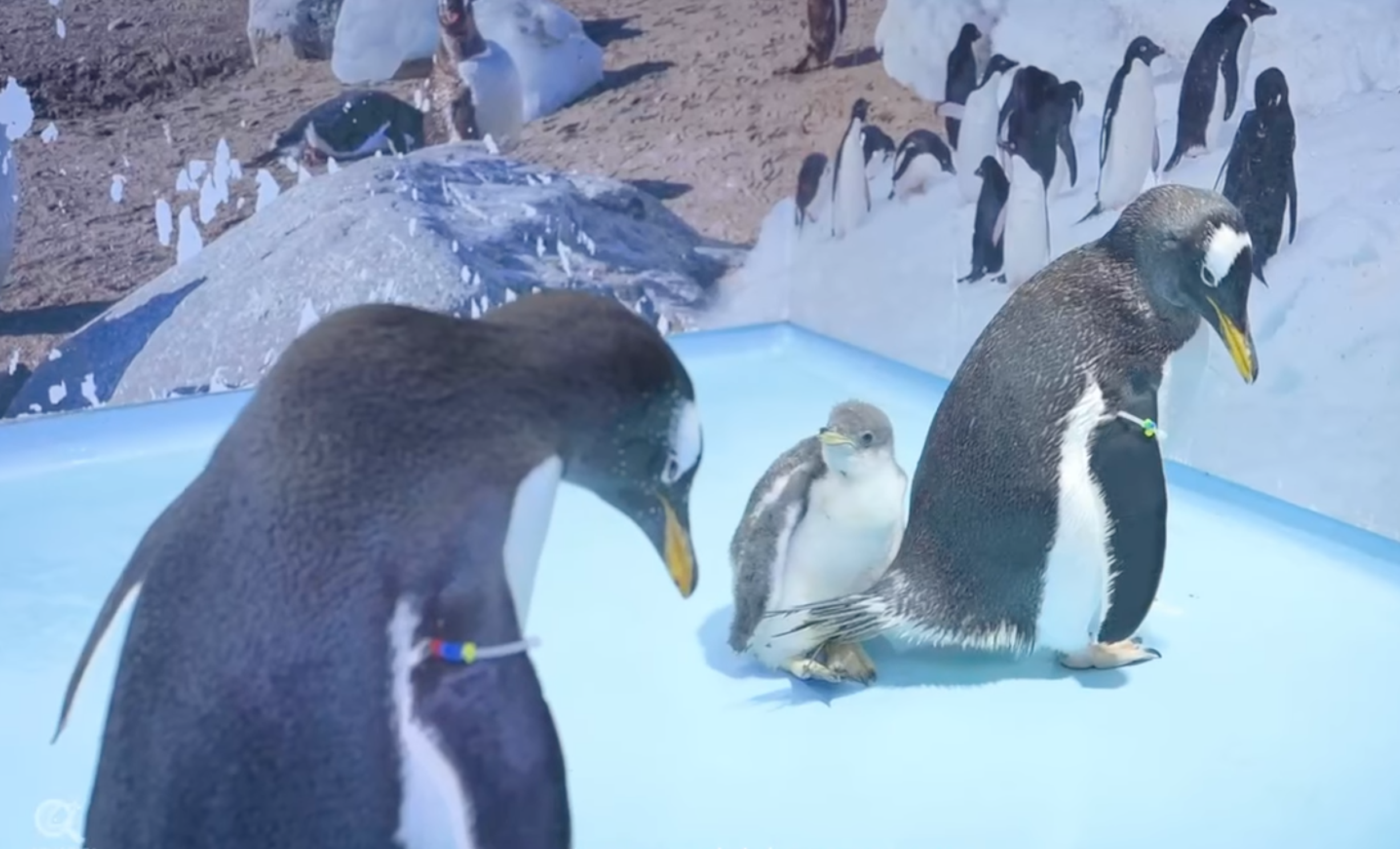Owww: Conoce a Alex, el primer pingüino orgullosamente chilango