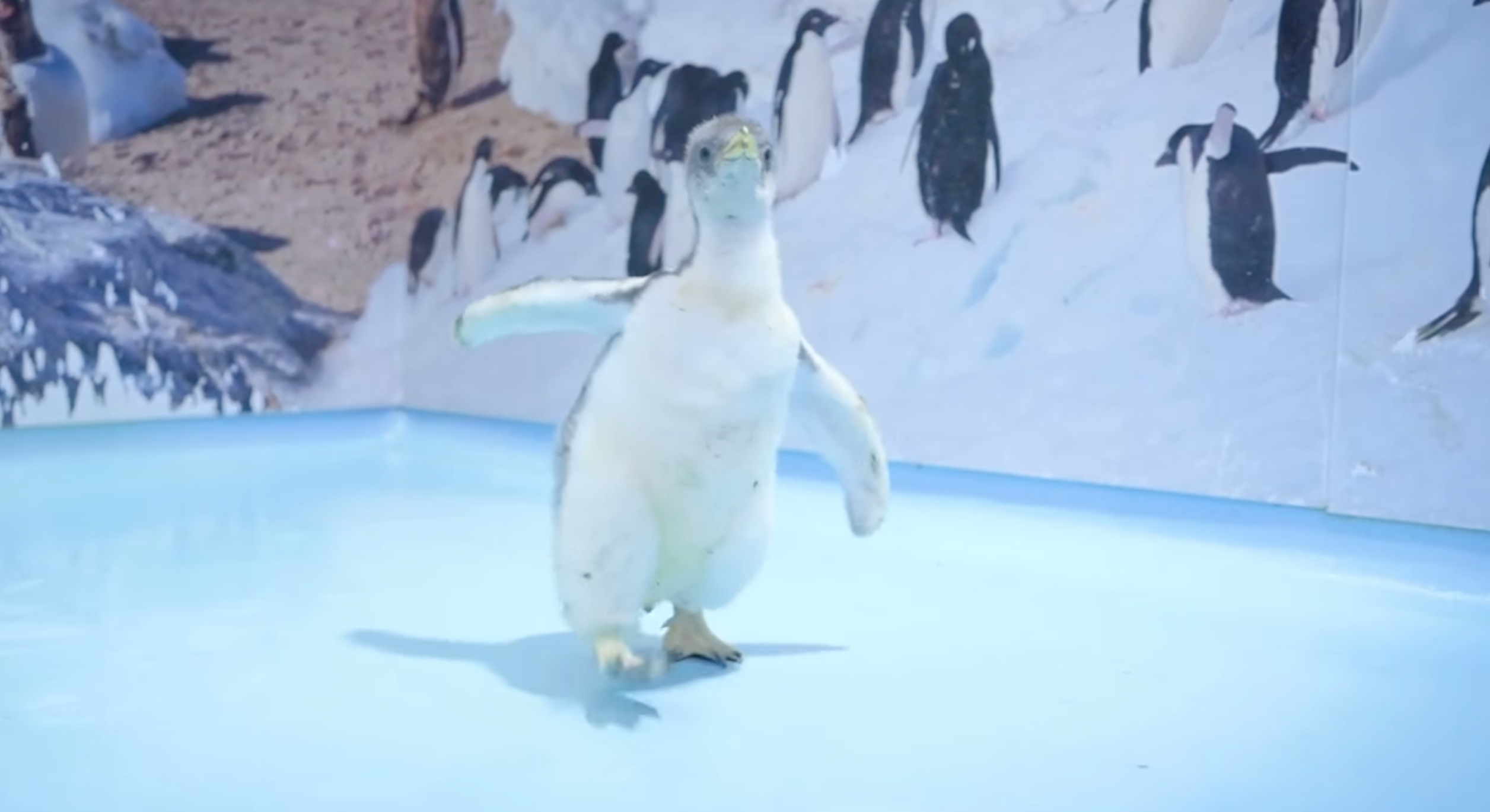 Owww: Conoce a Alex, el primer pingüino orgullosamente chilango