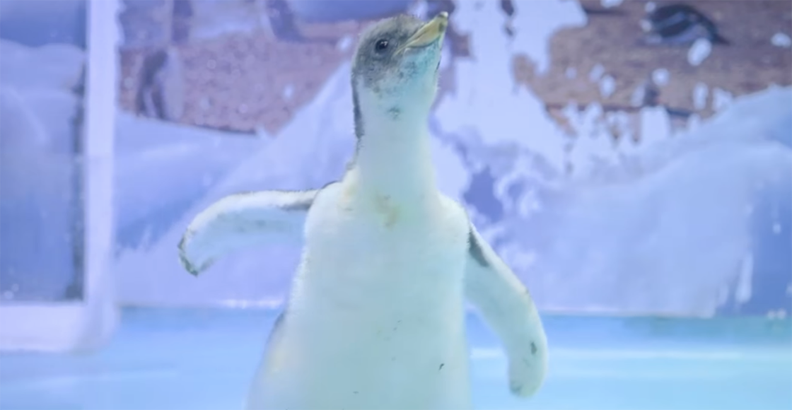 Owww: Conoce a Alex, el primer pingüino gentoo orgullosamente chilango