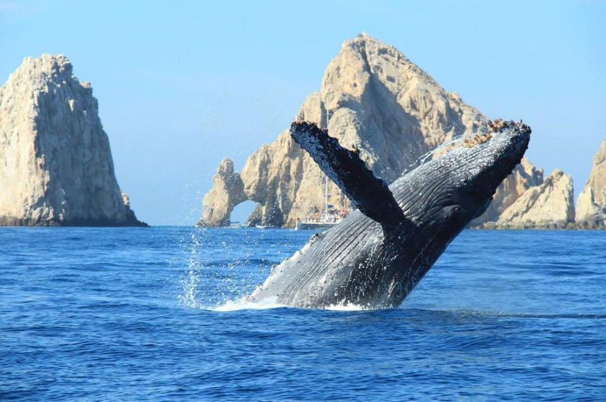 ¡Llegaron las ballenas! Te decimos cómo viajar a Los Cabos ahorrando
