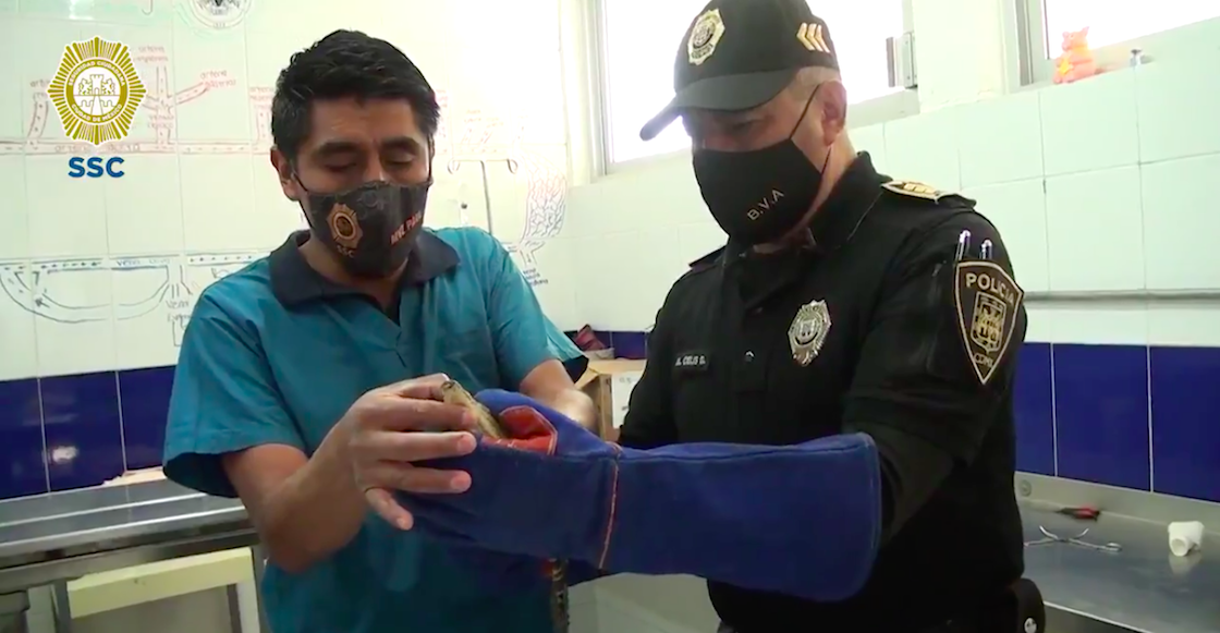 cocodrilo-colonia-morelos