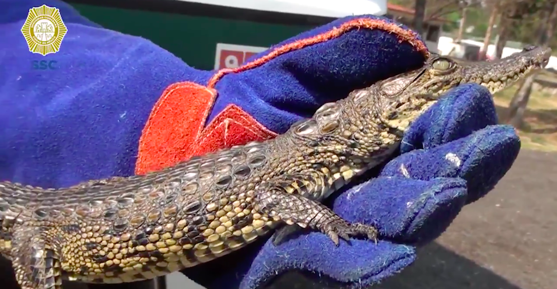 cocodrilo-ssc-cdmx