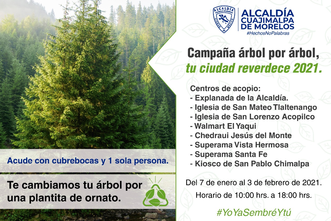 cuajimalpa-arboles-navidad