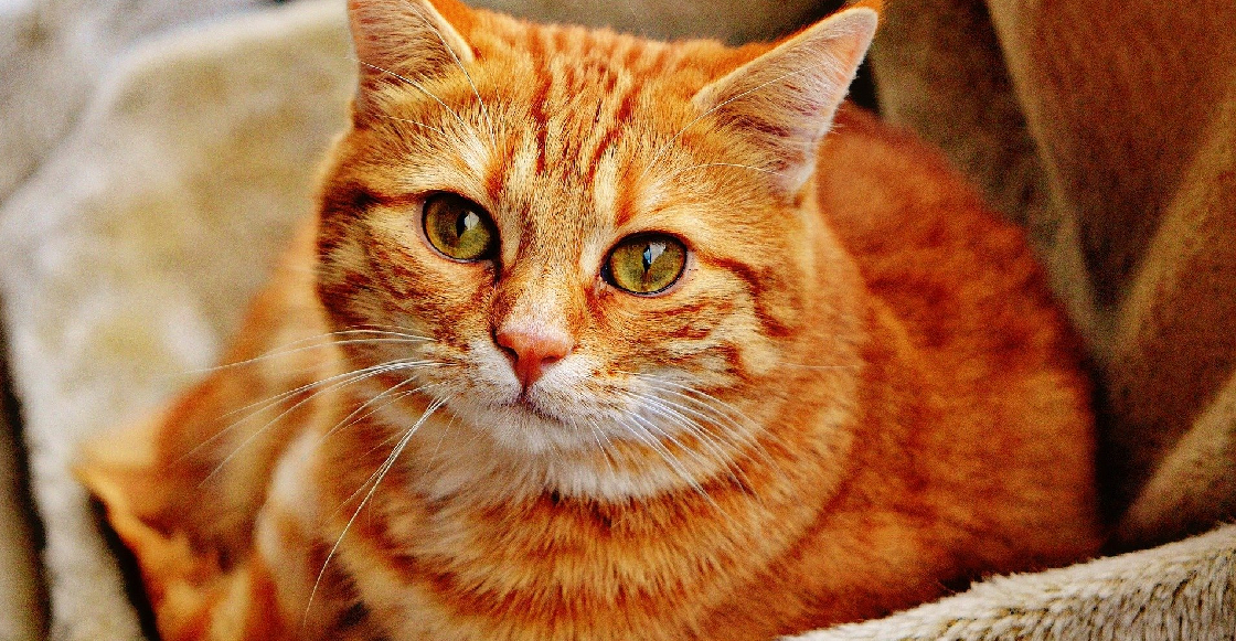 Arman fiesta de cumpleaños para el gato y 15 personas se contagian de COVID-19