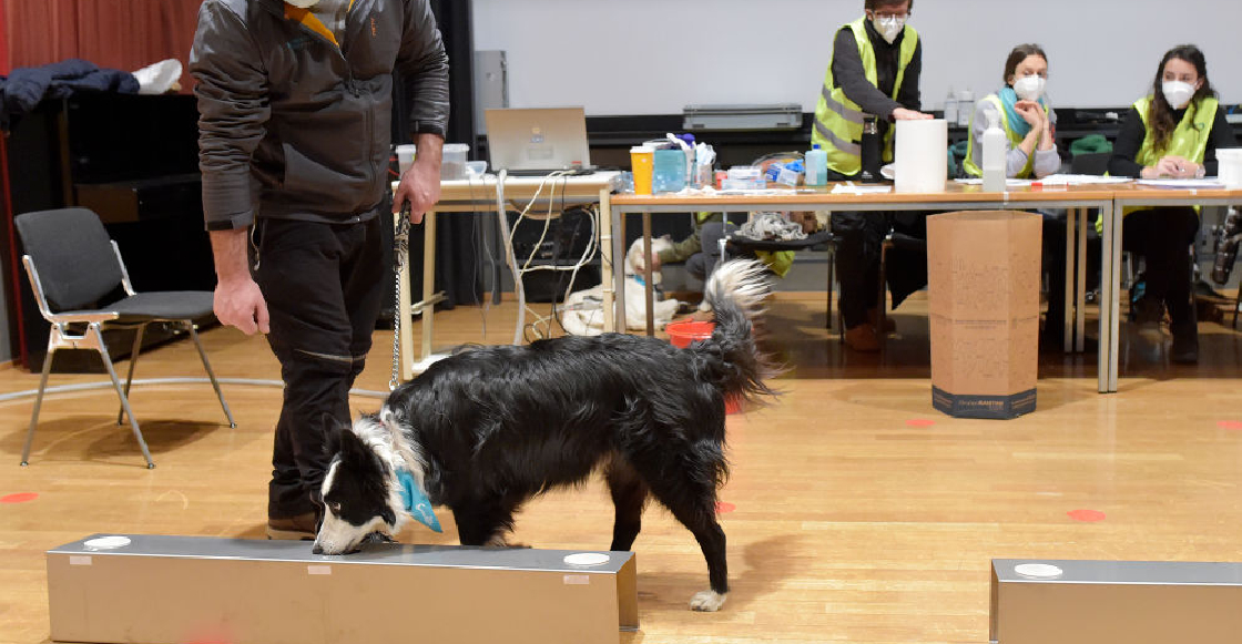 En Francia entrenan perros para detectar COVID-19 a través del sudor