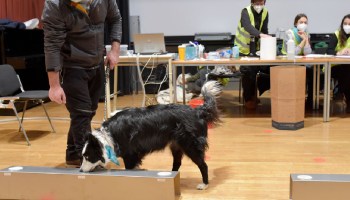 En Francia entrenan perros para detectar COVID-19 a través del sudor