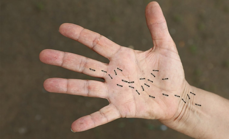 hormigas-brazo-dormido