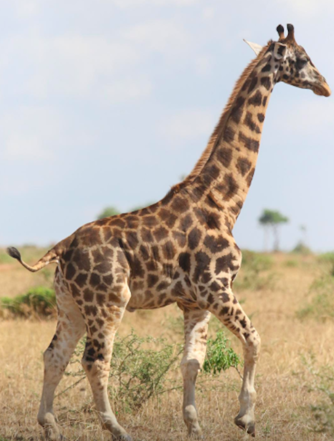 jirafas-enanas-africa