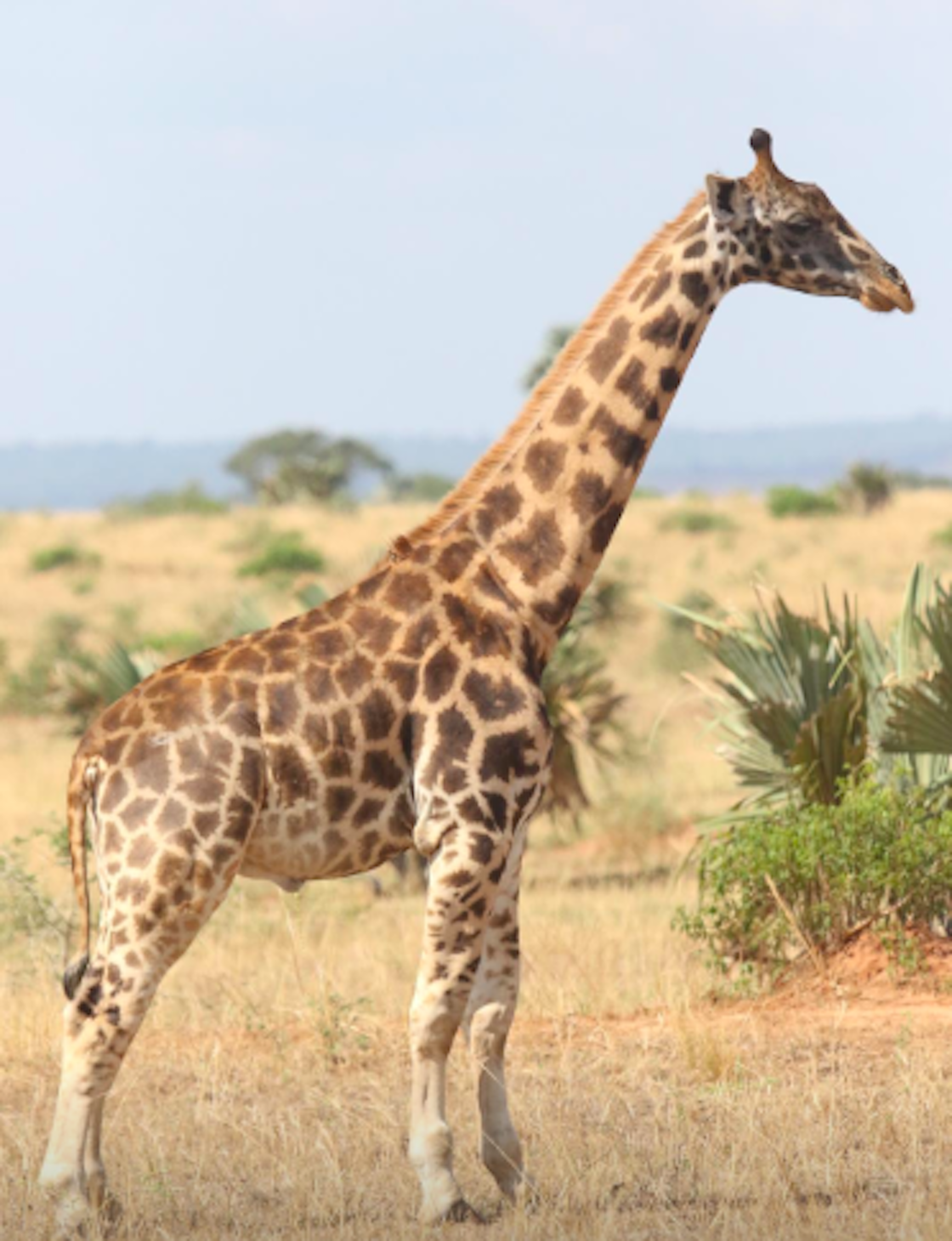 jirafas-enanas-namibia